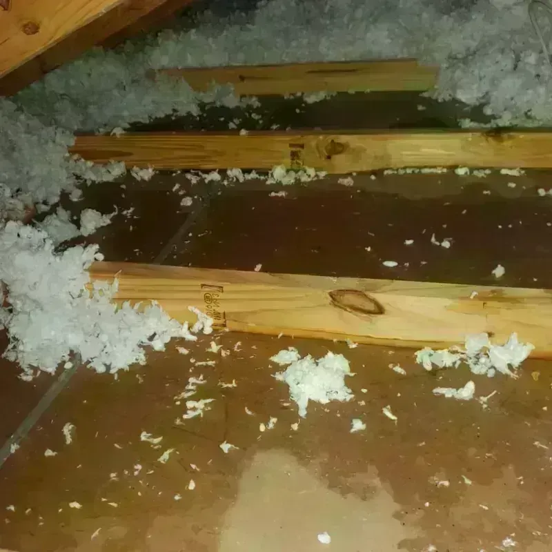 Attic Water Damage in Newport, NC