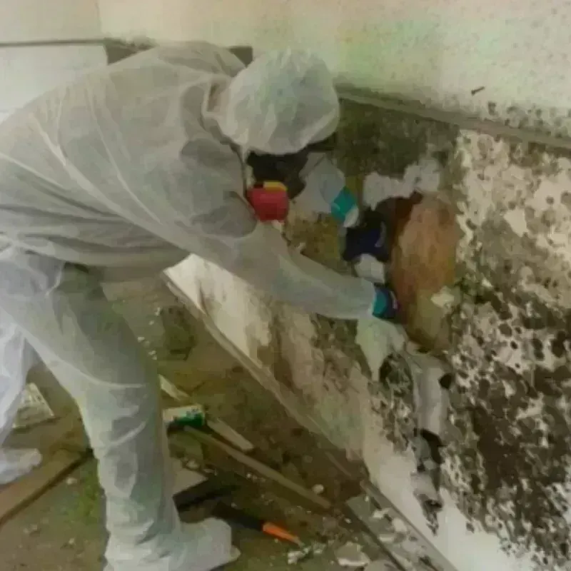 Mold Remediation and Removal in Newport, NC